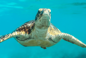 Read more about the article Save The Sea Turtles